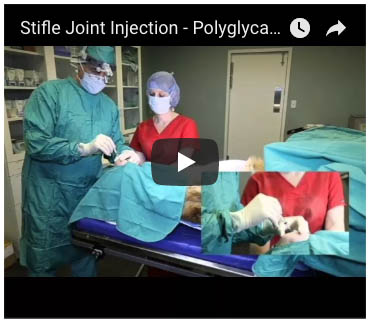 polyglycan-sa and Companion Animal: Joint Injection Techniques