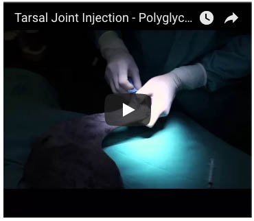 polyglycan-sa and Companion Animal: Joint Injection Techniques